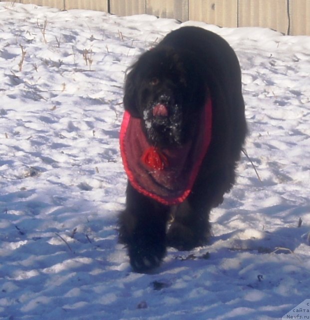 Фото: ньюфаундленд Ih Vyisochestvo Giacinta Briz (Их Высочество Гиацинта Бриз)