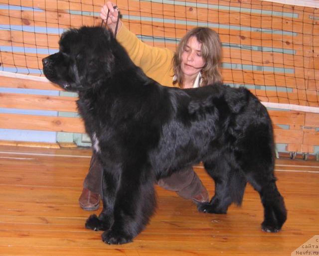 Фото: ньюфаундленд Istoria Lubvi iz Tihogo Omuta (История Любви из Тихого Омута)