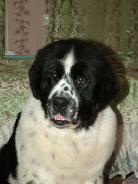 Фотография № 85865