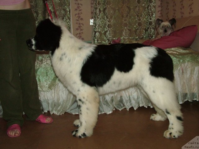 Фотография № 85866