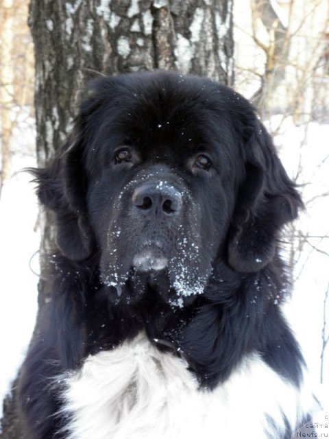 Фото: ньюфаундленд Starbimovlav Gardemarin (Старбимовлав Гардемарин)