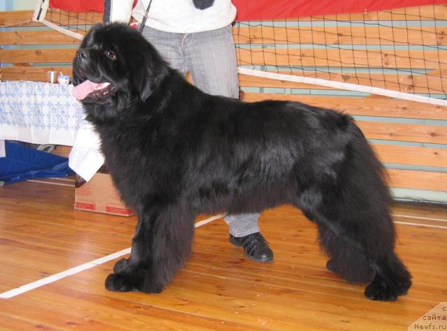 Фото: ньюфаундленд Super Premium Berry Good Luck (Супер Премиум Бэрри Гуд Лак)