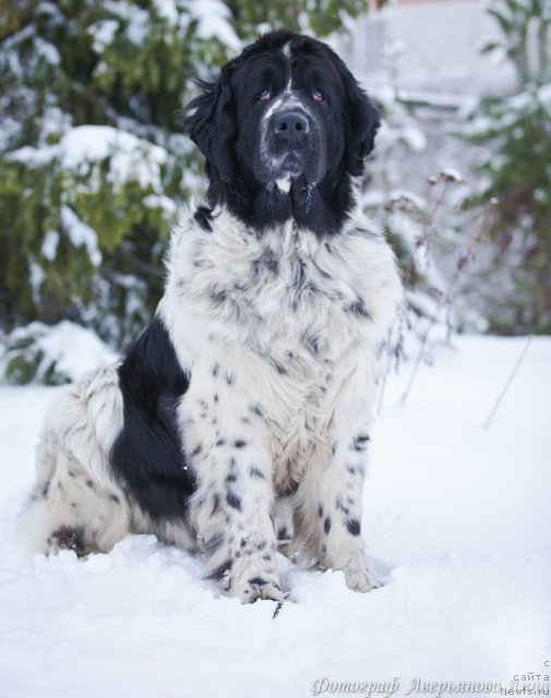 Фото: ньюфаундленд Mag Ispolin Carte Blanche for Piternyuf (Маг Исполин Карте Бланч фор Питерньюф)