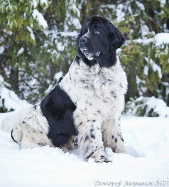 Фото: ньюфаундленд Mag Ispolin Carte Blanche for Piternyuf (Маг Исполин Карте Бланч фор Питерньюф)