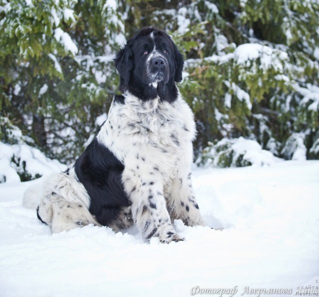 Фото: ньюфаундленд Mag Ispolin Carte Blanche for Piternyuf (Маг Исполин Карте Бланч фор Питерньюф)