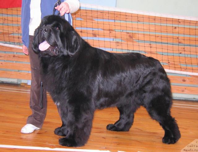 Фото: ньюфаундленд Shon O'Konnori Agent 007 (Шон О'Коннори Агент 007)