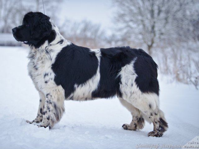 Фото: ньюфаундленд Mag Ispolin Carte Blanche for Piternyuf (Маг Исполин Карте Бланч фор Питерньюф)