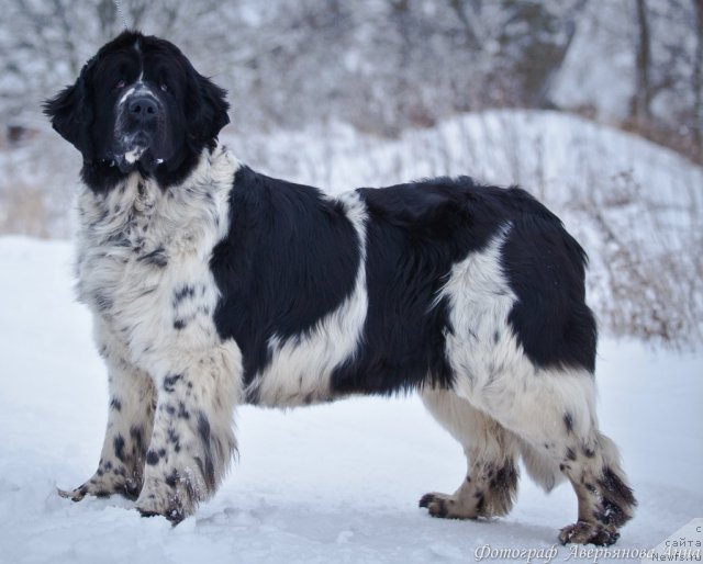 Фото: ньюфаундленд Mag Ispolin Carte Blanche for Piternyuf (Маг Исполин Карте Бланч фор Питерньюф)