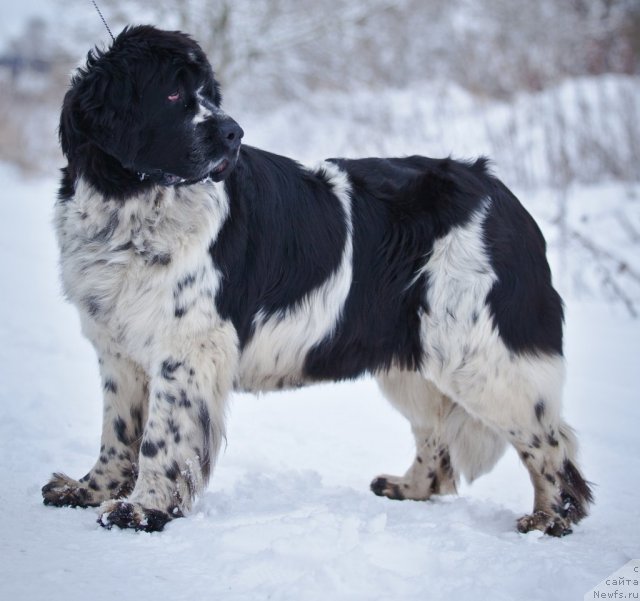 Фото: ньюфаундленд Mag Ispolin Carte Blanche for Piternyuf (Маг Исполин Карте Бланч фор Питерньюф)