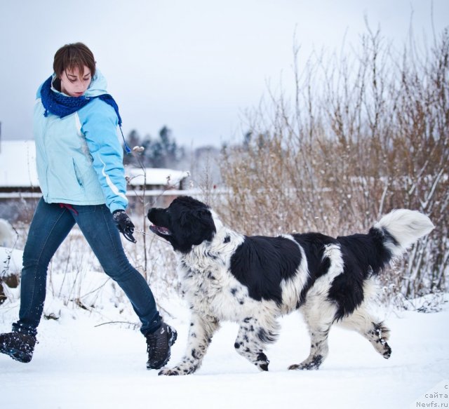 Фото: ньюфаундленд Mag Ispolin Carte Blanche for Piternyuf (Маг Исполин Карте Бланч фор Питерньюф)