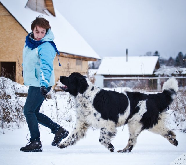 Фото: ньюфаундленд Mag Ispolin Carte Blanche for Piternyuf (Маг Исполин Карте Бланч фор Питерньюф)