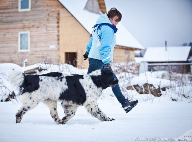 Фото: ньюфаундленд Mag Ispolin Carte Blanche for Piternyuf (Маг Исполин Карте Бланч фор Питерньюф)