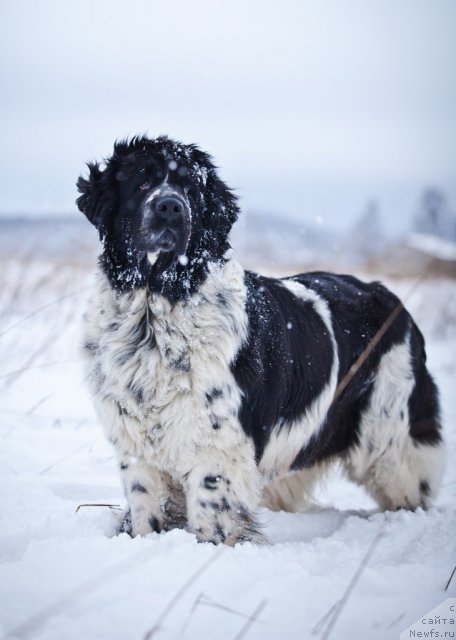 Фото: ньюфаундленд Mag Ispolin Carte Blanche for Piternyuf (Маг Исполин Карте Бланч фор Питерньюф)