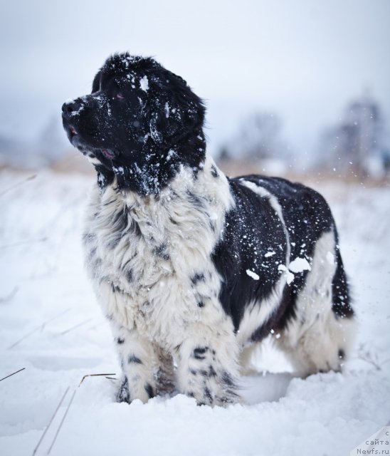 Фото: ньюфаундленд Mag Ispolin Carte Blanche for Piternyuf (Маг Исполин Карте Бланч фор Питерньюф)