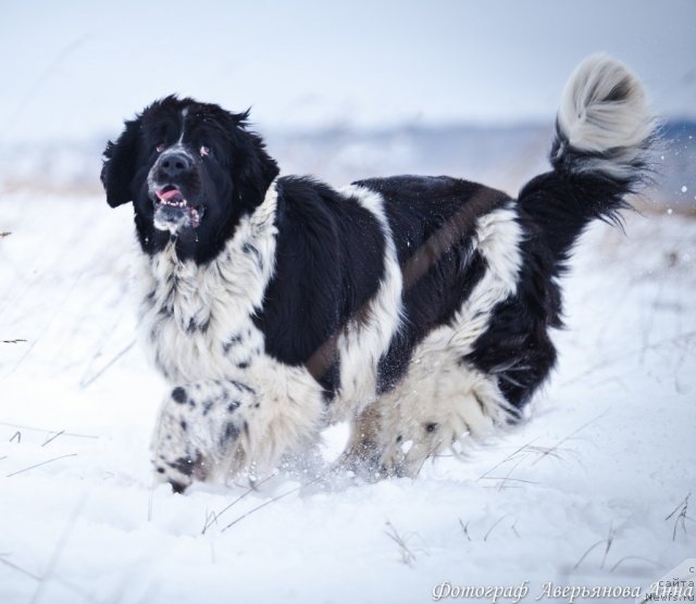 Фото: ньюфаундленд Mag Ispolin Carte Blanche for Piternyuf (Маг Исполин Карте Бланч фор Питерньюф)