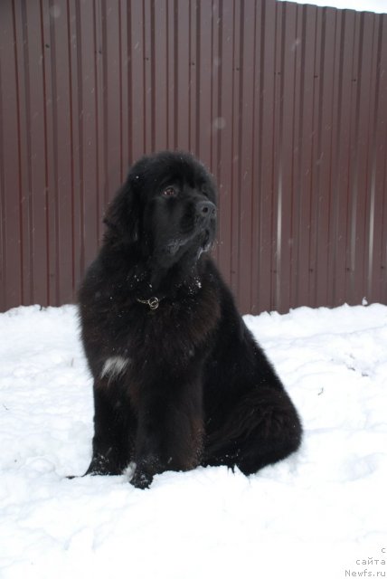 Фото: ньюфаундленд Aquatoriya Kelvin Only Love (Акватория Келвин Онли Лав)