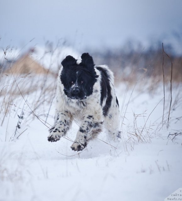 Фото: ньюфаундленд Mag Ispolin Carte Blanche for Piternyuf (Маг Исполин Карте Бланч фор Питерньюф)