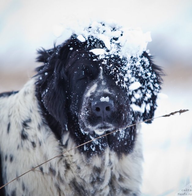 Фото: ньюфаундленд Mag Ispolin Carte Blanche for Piternyuf (Маг Исполин Карте Бланч фор Питерньюф)
