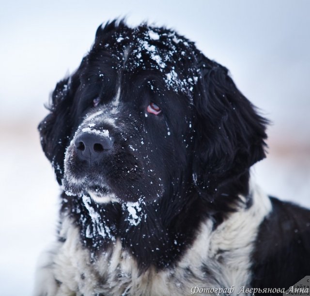 Фото: ньюфаундленд Mag Ispolin Carte Blanche for Piternyuf (Маг Исполин Карте Бланч фор Питерньюф)