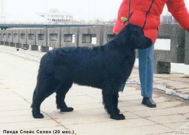 Фото: ньюфаундленд Panda Speys Selen (Панда Спейс Селен)