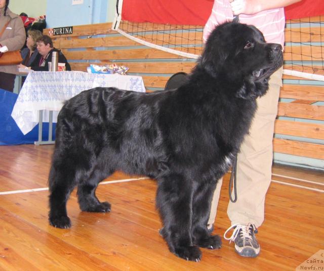 Фото: ньюфаундленд Kolomba Nyera iz Plemeni Kedra (Коломба Нэра из Племени Кедра)