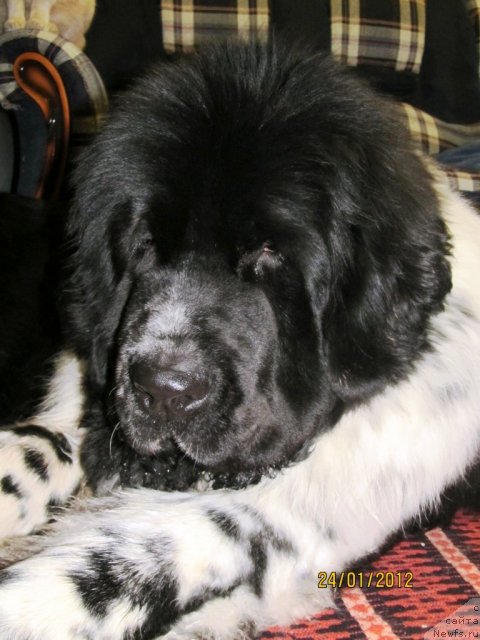 Фото: ньюфаундленд Super Bizon Ekaterinburg (Супер Бизон Екатеринбург)