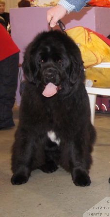 Фото: ньюфаундленд Plushevaya Panda Udivitelnaja Kejt (Плюшевая Панда Удивительная Кейт)