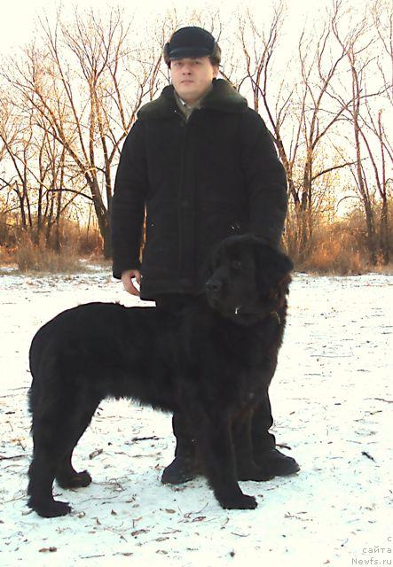 Фото: Oleg Bocharov (Олег Бочаров), ньюфаундленд Mag Ispolin Kopperfil'd (Маг Исполин Копперфильд)