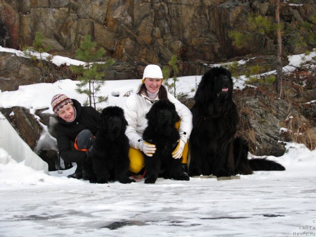 Фото: ньюфаундленд Moon Brook Aleksandrit (Моон Броок Александрит), Кисельгоф Оля, ньюфаундленд Moon Brook Aristocrat (Моон Броок Аристократ), Irina CHistyakova (Ирина Чистякова), ньюфаундленд Ivan Tsarevich iz Tihogo Omuta (Иван Царевич из Тихого Омута)