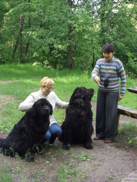 Фото: ньюфаундленд Lesnaya Skazka Lunnaya Sonata (Лесная Сказка Лунная Соната), ньюфаундленд Akin Soul Sofiya (Акин Соул София), Galiya Gizatullina (Галия Гизатуллина)