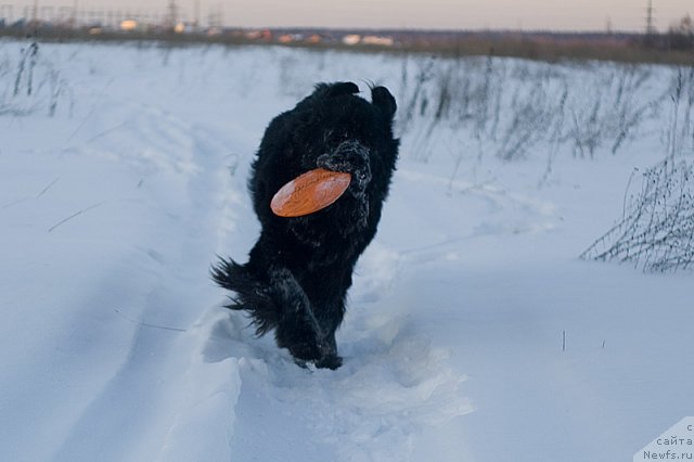 Фото: Гастон де Фуа