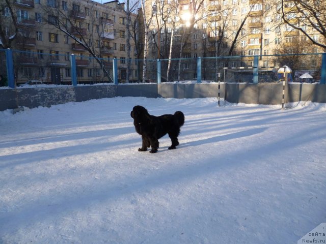 Фото: ньюфаундленд Restayling From SHipmyen (Рестайлинг Фром Шипмэн)