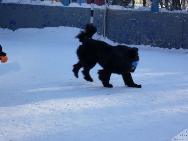 Фото: ньюфаундленд Restayling From SHipmyen (Рестайлинг Фром Шипмэн)