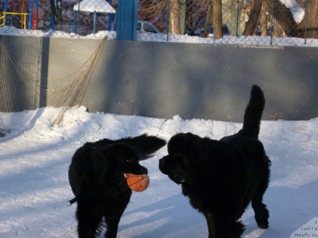Фото: ньюфаундленд Bonni Flayt (Бонни Флайт), ньюфаундленд Restayling From SHipmyen (Рестайлинг Фром Шипмэн)