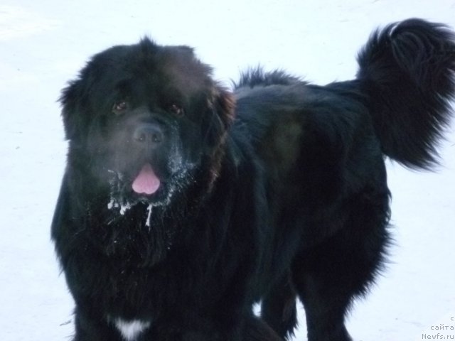 Фото: ньюфаундленд Restayling From SHipmyen (Рестайлинг Фром Шипмэн)