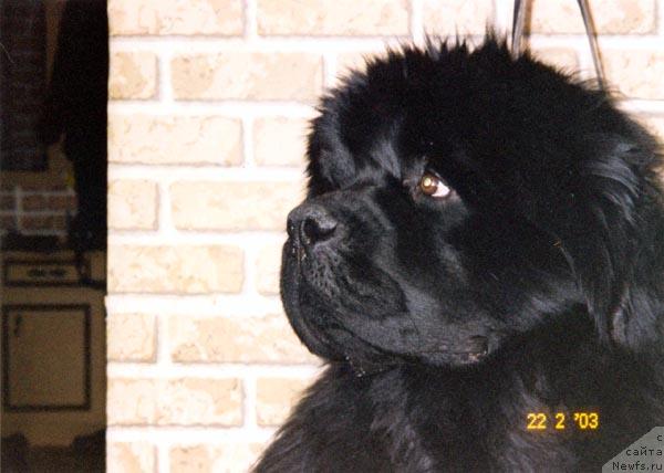 Фото: ньюфаундленд King Sibiria von Aiching