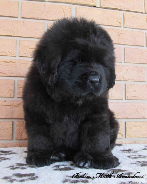 Фото: ньюфаундленд Byella Moss Amadeus (Бэлла Мосс Амадеус)