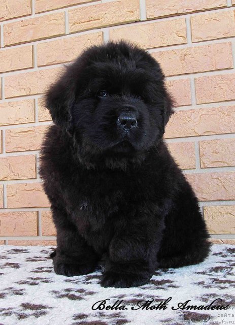 Фото: ньюфаундленд Byella Moss Amadeus (Бэлла Мосс Амадеус)