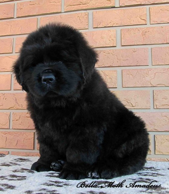 Фото: ньюфаундленд Byella Moss Amadeus (Бэлла Мосс Амадеус)