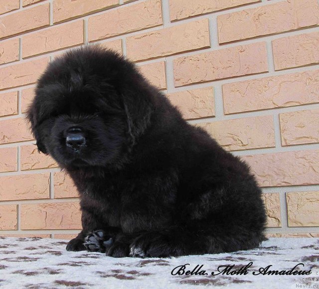 Фото: ньюфаундленд Byella Moss Amadeus (Бэлла Мосс Амадеус)