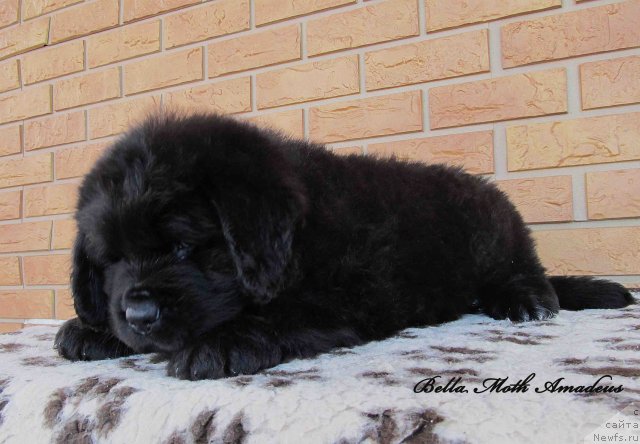 Фото: ньюфаундленд Byella Moss Amadeus (Бэлла Мосс Амадеус)