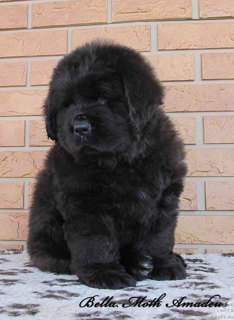 Фото: ньюфаундленд Byella Moss Amadeus (Бэлла Мосс Амадеус)