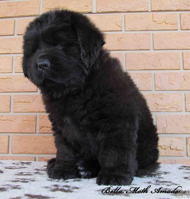 Фото: ньюфаундленд Byella Moss Amadeus (Бэлла Мосс Амадеус)