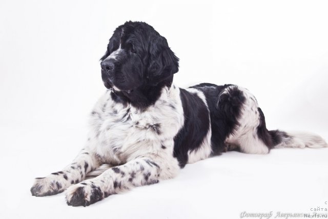 Фото: ньюфаундленд Mag Ispolin Carte Blanche for Piternyuf (Маг Исполин Карте Бланч фор Питерньюф)