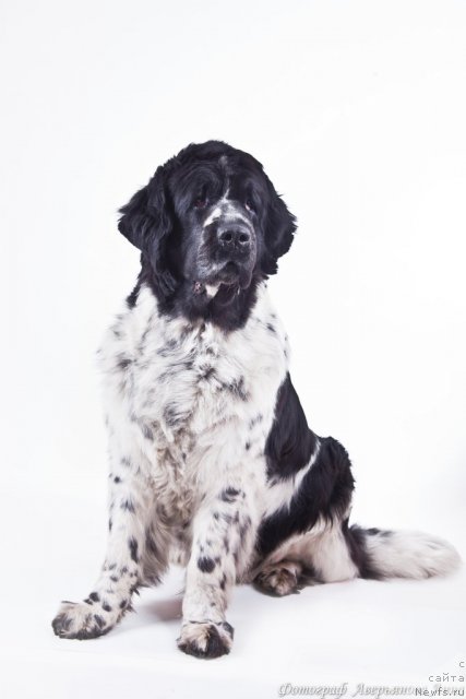 Фото: ньюфаундленд Mag Ispolin Carte Blanche for Piternyuf (Маг Исполин Карте Бланч фор Питерньюф)