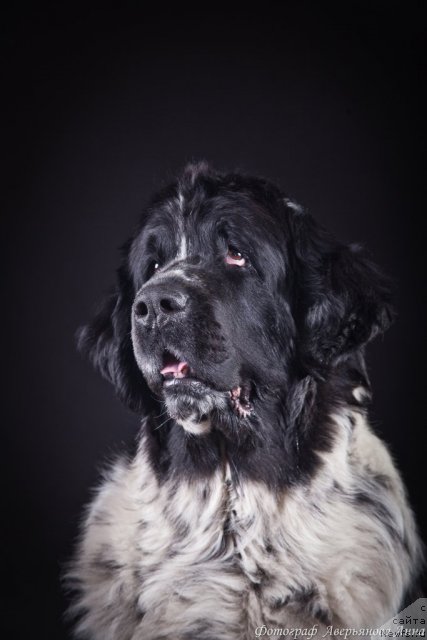 Фото: ньюфаундленд Mag Ispolin Carte Blanche for Piternyuf (Маг Исполин Карте Бланч фор Питерньюф)