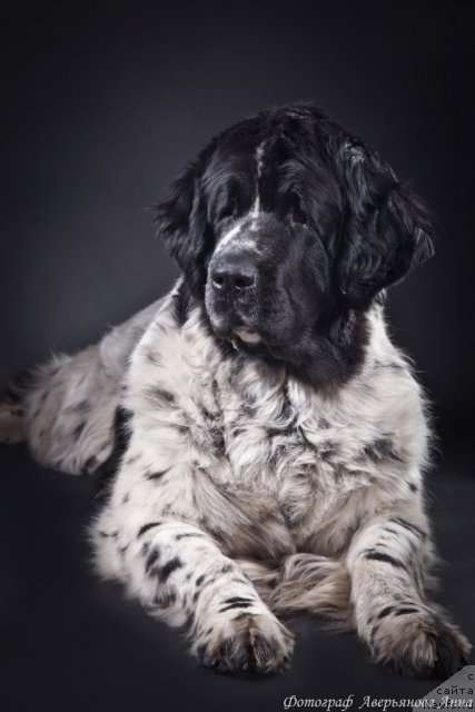 Фото: ньюфаундленд Mag Ispolin Carte Blanche for Piternyuf (Маг Исполин Карте Бланч фор Питерньюф)