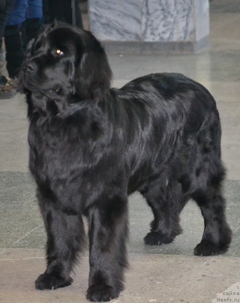 Фото: ньюфаундленд Nefertiti Krasavica Gryadet (Нефертити Красавица Грядет)