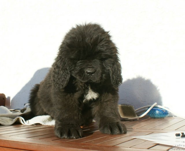 Фотография № 86019