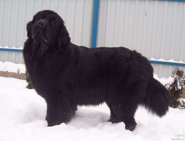 Фото: ньюфаундленд CHudnaya Krasavica (Чудная Красавица)